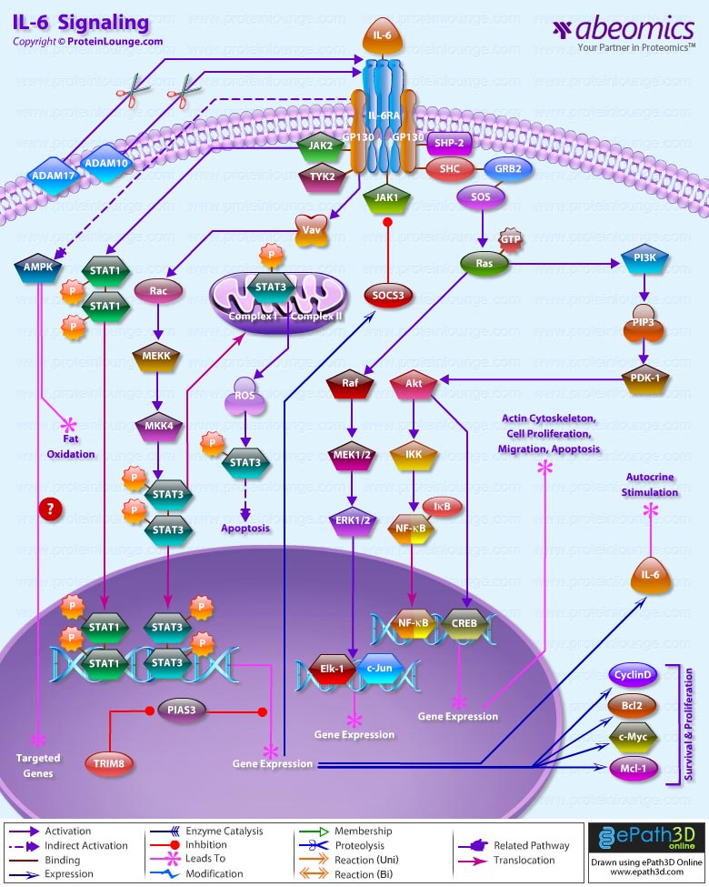 IL-6 Receptor Pathway